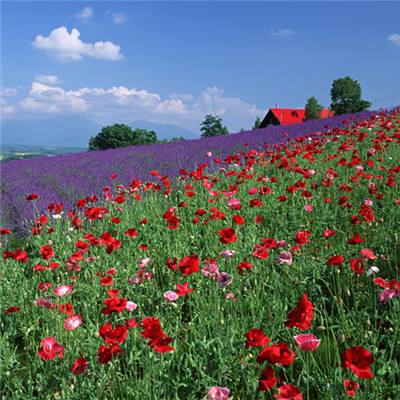 开云体云app手机app下载